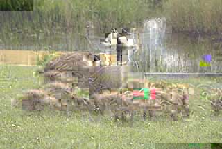 Canada geese and goslings (Branta canadensis)