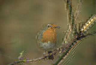 Robin (Erithacus rubecula)