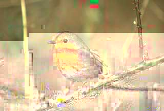 Robin (Erithacus rubecula)